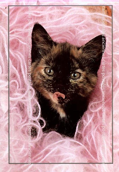 Cartes postales anciennes > CARTES POSTALES > carte postale ancienne > cartes-postales-ancienne.com Animaux