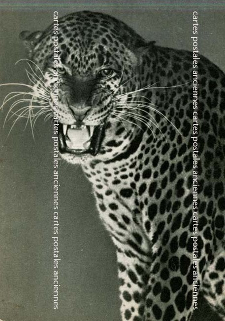 Cartes postales anciennes > CARTES POSTALES > carte postale ancienne > cartes-postales-ancienne.com Animaux
