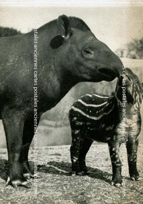 Cartes postales anciennes > CARTES POSTALES > carte postale ancienne > cartes-postales-ancienne.com Animaux