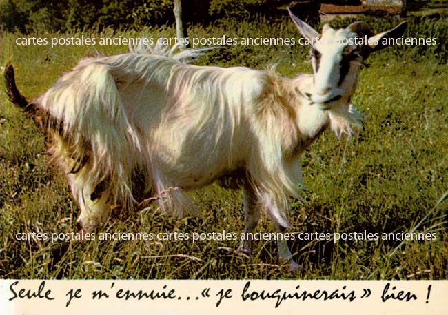 Cartes postales anciennes > CARTES POSTALES > carte postale ancienne > cartes-postales-ancienne.com Animaux