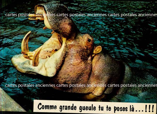 Cartes postales anciennes > CARTES POSTALES > carte postale ancienne > cartes-postales-ancienne.com Animaux
