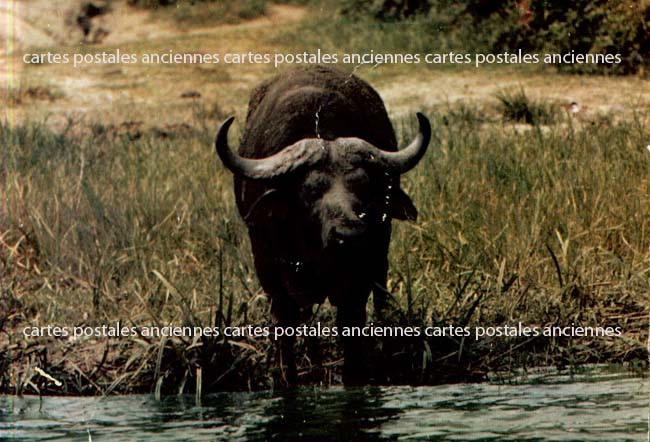 Cartes postales anciennes > CARTES POSTALES > carte postale ancienne > cartes-postales-ancienne.com Animaux