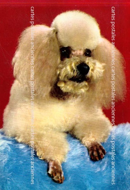 Cartes postales anciennes > CARTES POSTALES > carte postale ancienne > cartes-postales-ancienne.com Animaux