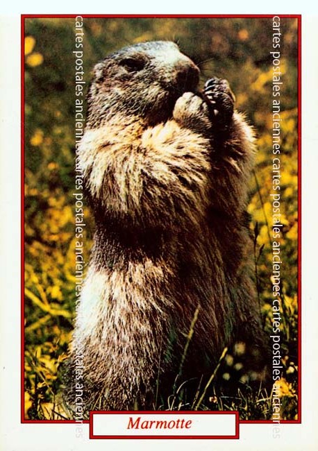 Cartes postales anciennes > CARTES POSTALES > carte postale ancienne > cartes-postales-ancienne.com Animaux