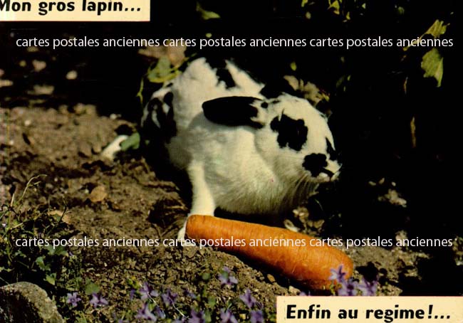 Cartes postales anciennes > CARTES POSTALES > carte postale ancienne > cartes-postales-ancienne.com Animaux
