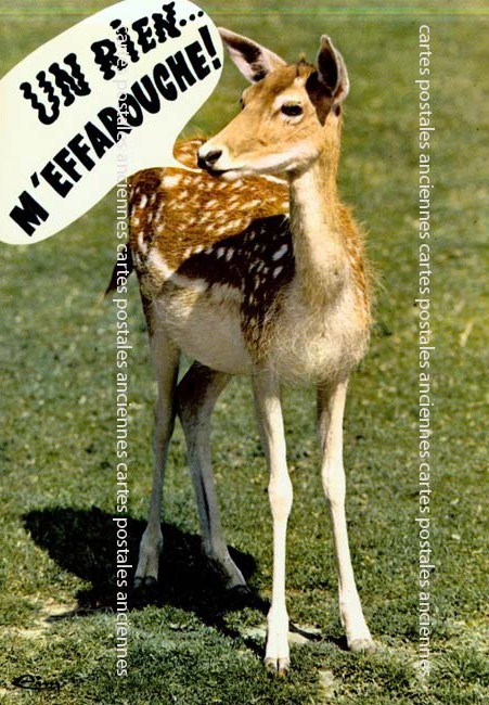Cartes postales anciennes > CARTES POSTALES > carte postale ancienne > cartes-postales-ancienne.com Animaux