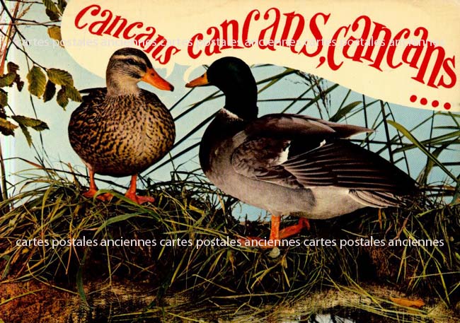Cartes postales anciennes > CARTES POSTALES > carte postale ancienne > cartes-postales-ancienne.com Animaux