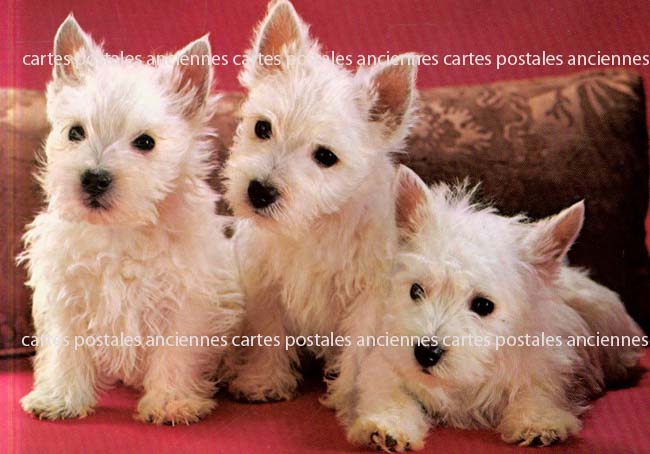 Cartes postales anciennes > CARTES POSTALES > carte postale ancienne > cartes-postales-ancienne.com Animaux