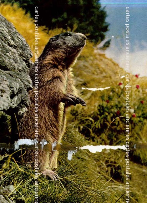 Cartes postales anciennes > CARTES POSTALES > carte postale ancienne > cartes-postales-ancienne.com Animaux