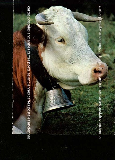 Cartes postales anciennes > CARTES POSTALES > carte postale ancienne > cartes-postales-ancienne.com Animaux