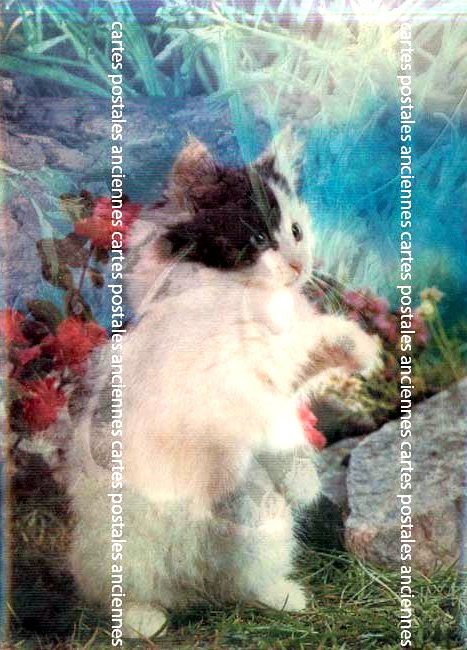 Cartes postales anciennes > CARTES POSTALES > carte postale ancienne > cartes-postales-ancienne.com Animaux