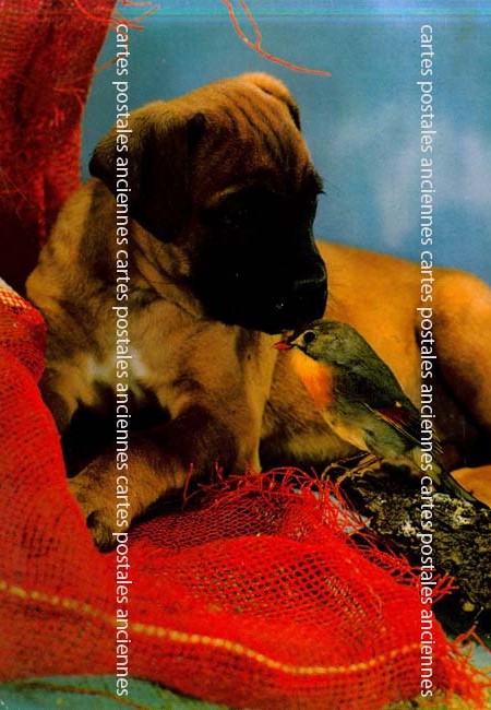 Cartes postales anciennes > CARTES POSTALES > carte postale ancienne > cartes-postales-ancienne.com Animaux