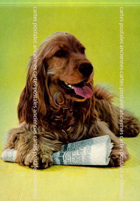 Cartes postales anciennes > CARTES POSTALES > carte postale ancienne > cartes-postales-ancienne.com Animaux
