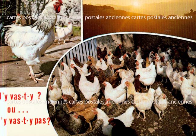 Cartes postales anciennes > CARTES POSTALES > carte postale ancienne > cartes-postales-ancienne.com Animaux
