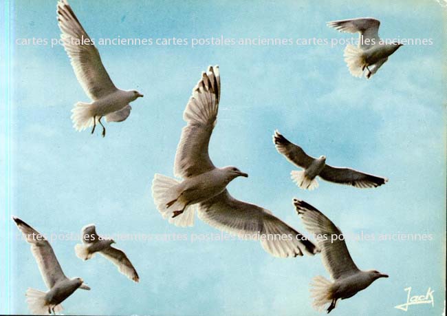Cartes postales anciennes > CARTES POSTALES > carte postale ancienne > cartes-postales-ancienne.com Animaux