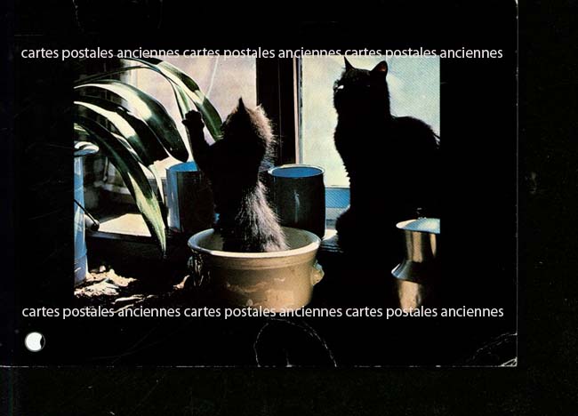 Cartes postales anciennes > CARTES POSTALES > carte postale ancienne > cartes-postales-ancienne.com Animaux