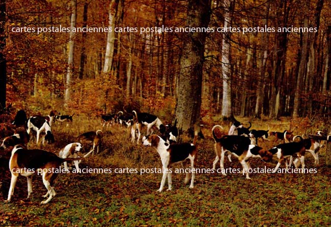 Cartes postales anciennes > CARTES POSTALES > carte postale ancienne > cartes-postales-ancienne.com Animaux