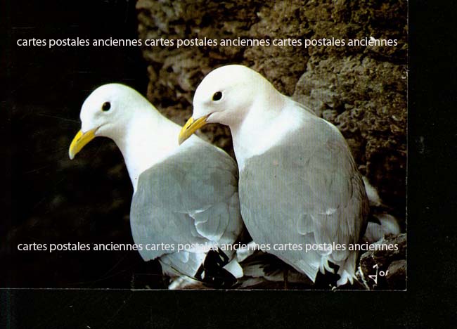 Cartes postales anciennes > CARTES POSTALES > carte postale ancienne > cartes-postales-ancienne.com Animaux