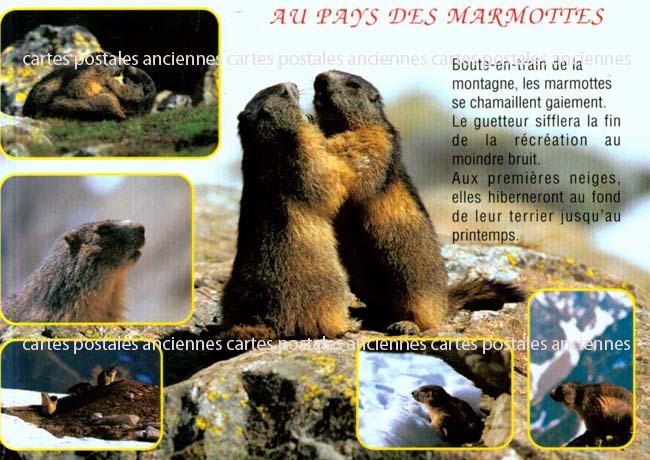 Cartes postales anciennes > CARTES POSTALES > carte postale ancienne > cartes-postales-ancienne.com Animaux