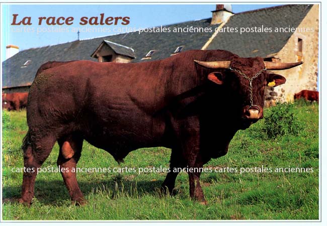 Cartes postales anciennes > CARTES POSTALES > carte postale ancienne > cartes-postales-ancienne.com Animaux