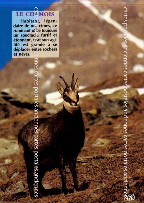 Cartes postales anciennes > CARTES POSTALES > carte postale ancienne > cartes-postales-ancienne.com Animaux