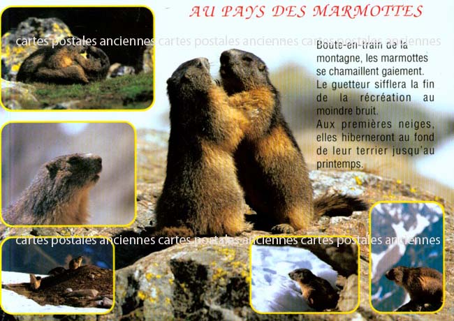 Cartes postales anciennes > CARTES POSTALES > carte postale ancienne > cartes-postales-ancienne.com Animaux