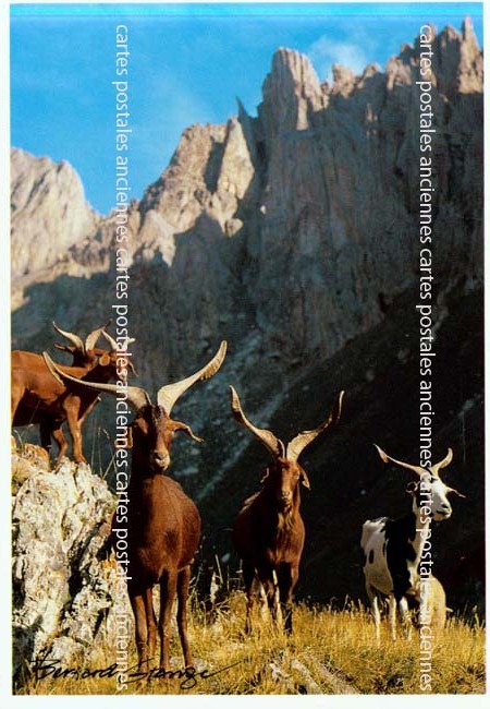 Cartes postales anciennes > CARTES POSTALES > carte postale ancienne > cartes-postales-ancienne.com Animaux
