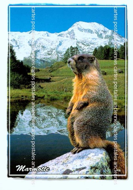Cartes postales anciennes > CARTES POSTALES > carte postale ancienne > cartes-postales-ancienne.com Animaux