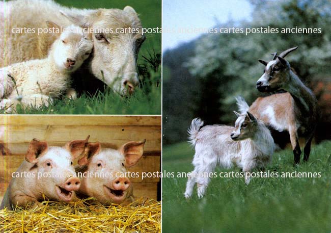 Cartes postales anciennes > CARTES POSTALES > carte postale ancienne > cartes-postales-ancienne.com Animaux