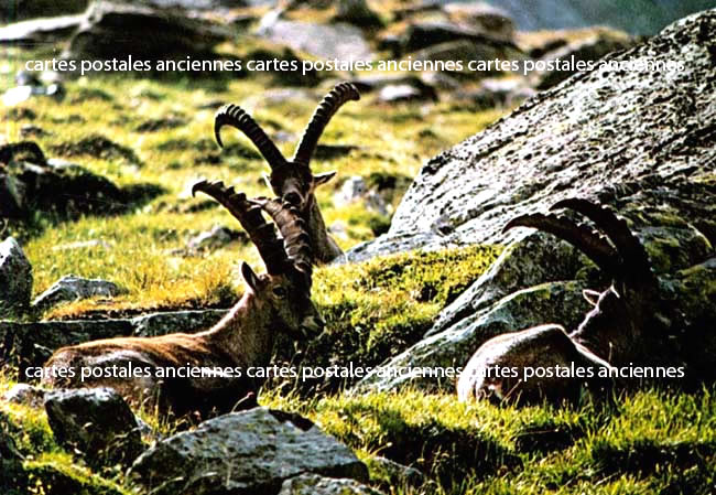 Cartes postales anciennes > CARTES POSTALES > carte postale ancienne > cartes-postales-ancienne.com Animaux