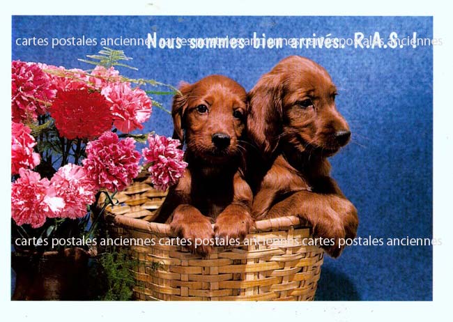 Cartes postales anciennes > CARTES POSTALES > carte postale ancienne > cartes-postales-ancienne.com Animaux