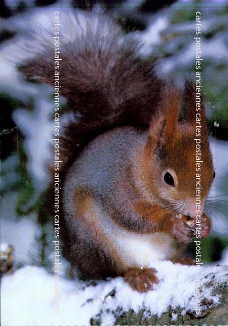 Cartes postales anciennes > CARTES POSTALES > carte postale ancienne > cartes-postales-ancienne.com Animaux