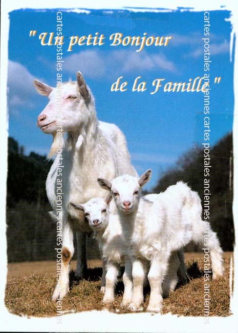 Cartes postales anciennes > CARTES POSTALES > carte postale ancienne > cartes-postales-ancienne.com Animaux