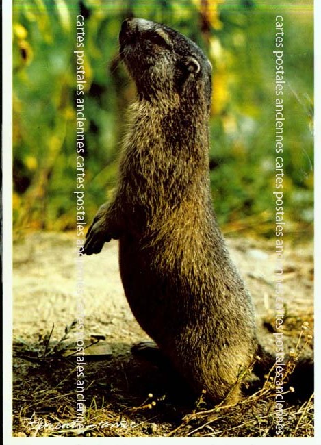 Cartes postales anciennes > CARTES POSTALES > carte postale ancienne > cartes-postales-ancienne.com Animaux
