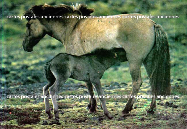 Cartes postales anciennes > CARTES POSTALES > carte postale ancienne > cartes-postales-ancienne.com Animaux