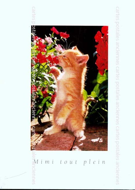 Cartes postales anciennes > CARTES POSTALES > carte postale ancienne > cartes-postales-ancienne.com Animaux
