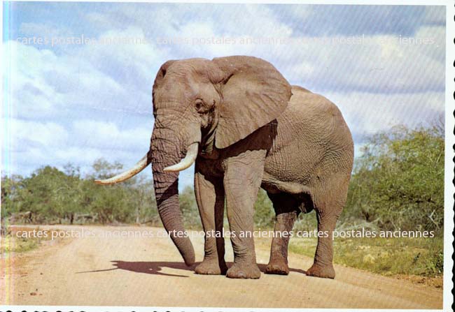Cartes postales anciennes > CARTES POSTALES > carte postale ancienne > cartes-postales-ancienne.com Animaux
