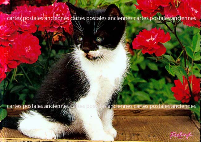 Cartes postales anciennes > CARTES POSTALES > carte postale ancienne > cartes-postales-ancienne.com Animaux