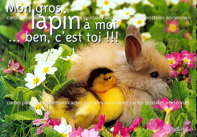 Cartes postales anciennes > CARTES POSTALES > carte postale ancienne > cartes-postales-ancienne.com Animaux