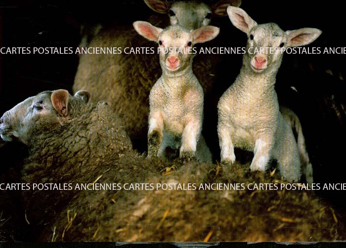 Cartes postales anciennes > CARTES POSTALES > carte postale ancienne > cartes-postales-ancienne.com Animaux