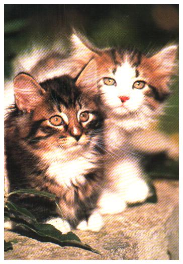 Cartes postales anciennes > CARTES POSTALES > carte postale ancienne > cartes-postales-ancienne.com Animaux