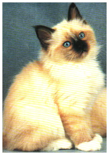 Cartes postales anciennes > CARTES POSTALES > carte postale ancienne > cartes-postales-ancienne.com Animaux