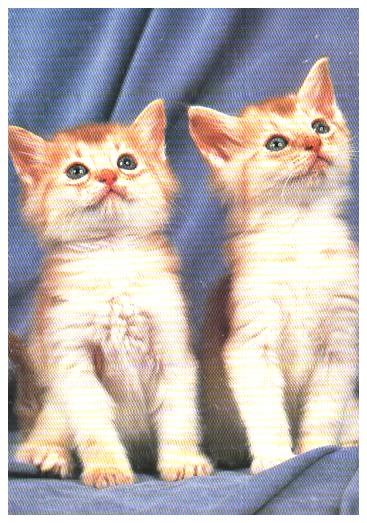 Cartes postales anciennes > CARTES POSTALES > carte postale ancienne > cartes-postales-ancienne.com Animaux