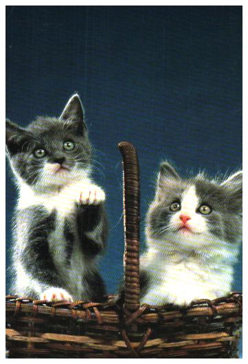 Cartes postales anciennes > CARTES POSTALES > carte postale ancienne > cartes-postales-ancienne.com Animaux
