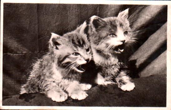 Cartes postales anciennes > CARTES POSTALES > carte postale ancienne > cartes-postales-ancienne.com Animaux