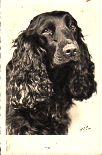 Cartes postales anciennes > CARTES POSTALES > carte postale ancienne > cartes-postales-ancienne.com Animaux