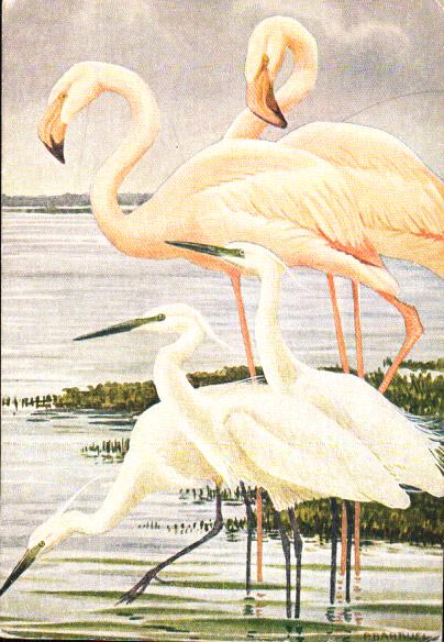 Animals