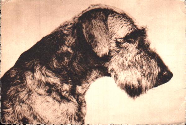 Animals