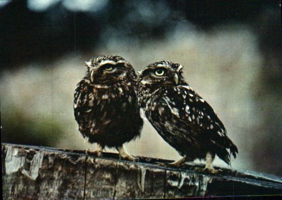 Animals