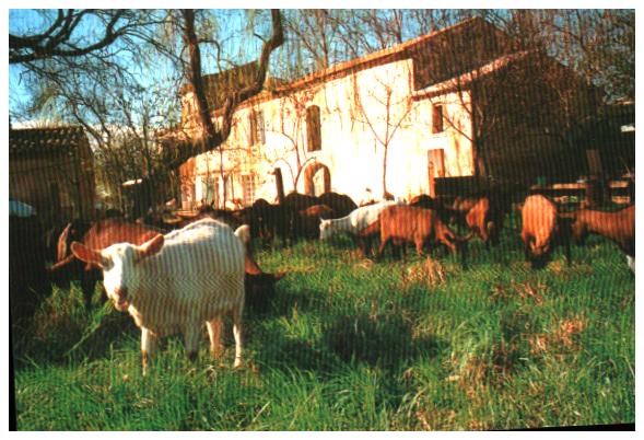 Provence alpes cote d'azur Bouches du rhone Saint Martin De Crau